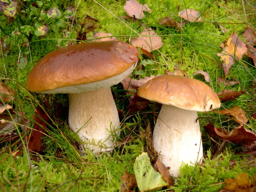 Roehrlinge Pilze